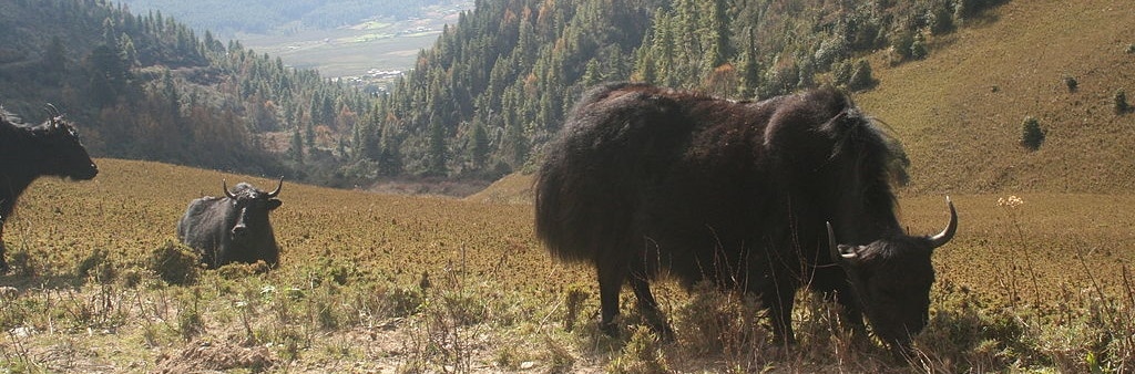 Read more about the article Central Bhutan Fly Drive 12 days 11 nts