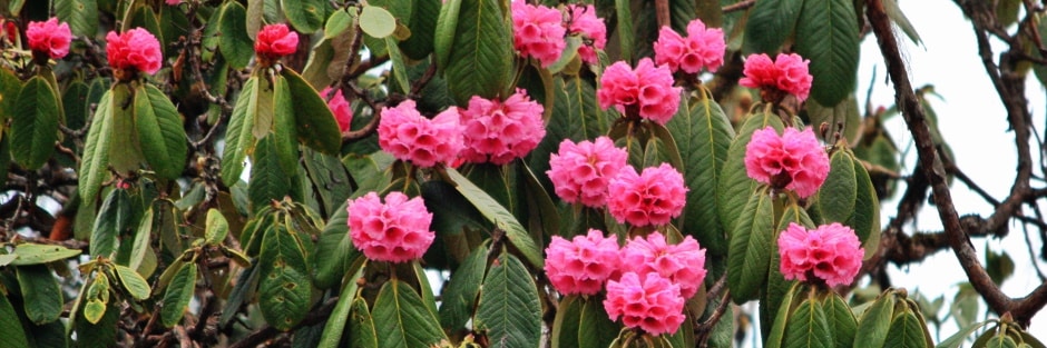 Pink rhododendrons flowering in Western Bhutan