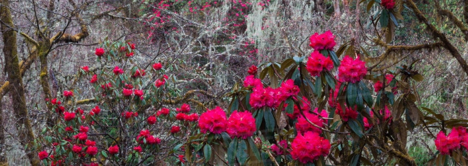 Rhododendron flowers in the mountains in Bhutan