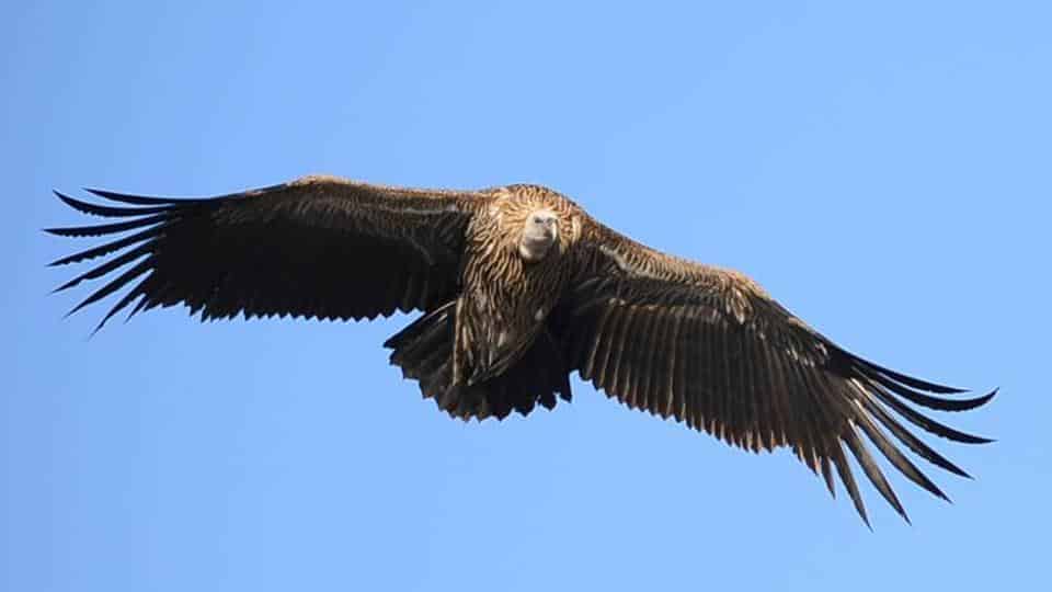A vulture flying through the sky in Bhutan