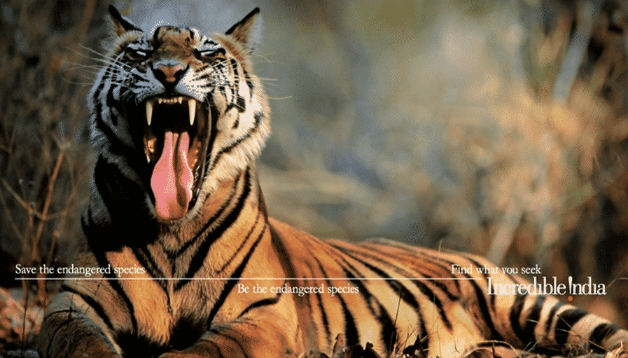 Painting of Bengal Tiger Resting in the Grass on Display at Jaipur