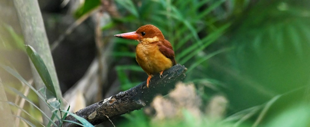 The ruddy kingfisher which is endemic to the Thrumshing la region of Bhutan which you will visit on this tour.