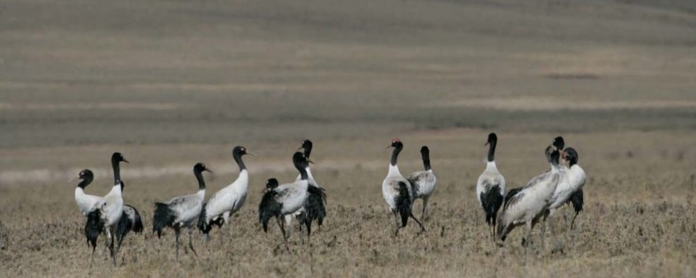 Black necked cranes that you will see in the Phobjikha Valley if undertaking this tour between late October to early February.